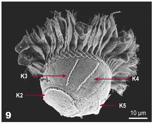 Слика од Pelagostrobilidium Petz, Song & Wilbert 1995