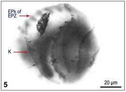 Image of Strobilidiidae