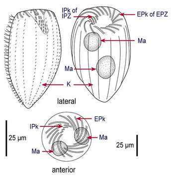 Image of Strombidinopsina Small & Lynn 1985