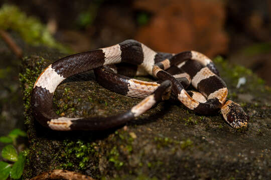 Image of American Snail-eater