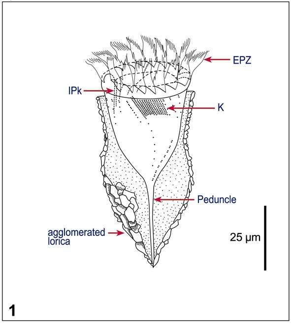 Image of Tintinnopsis baltica