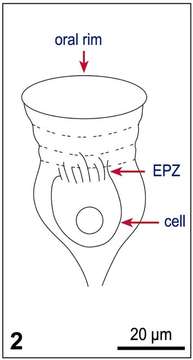 Image of Tintinnopsis baltica