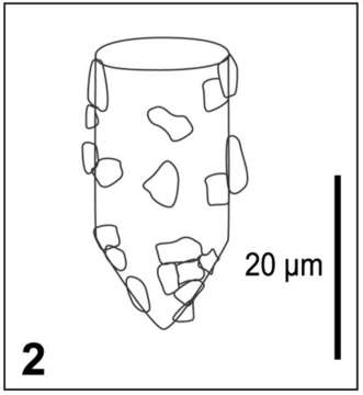 Слика од Tintinnopsis Stein 1867