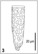 Image de Tintinnopsis Stein 1867