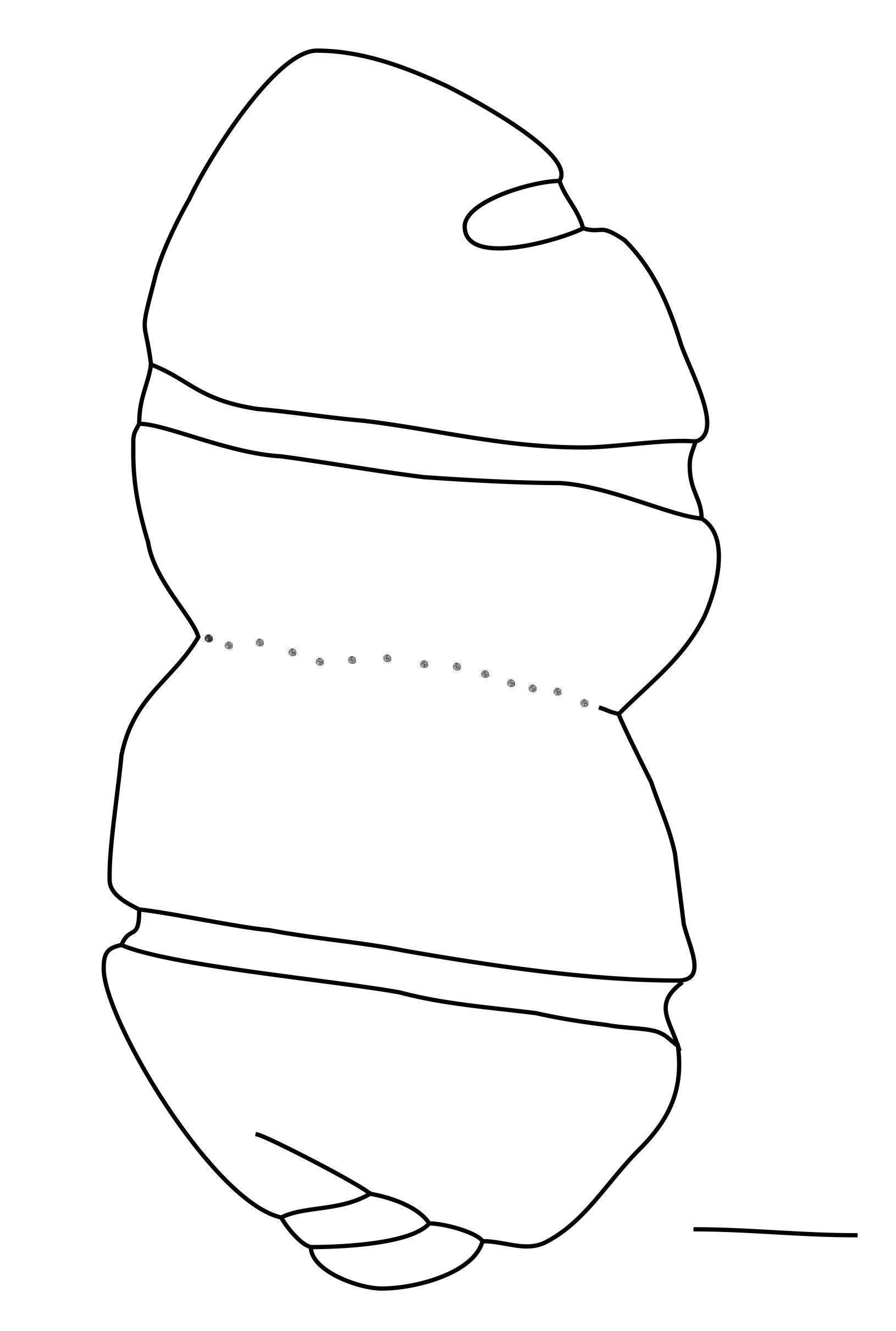 Image of Cochlodinium Schütt 1896