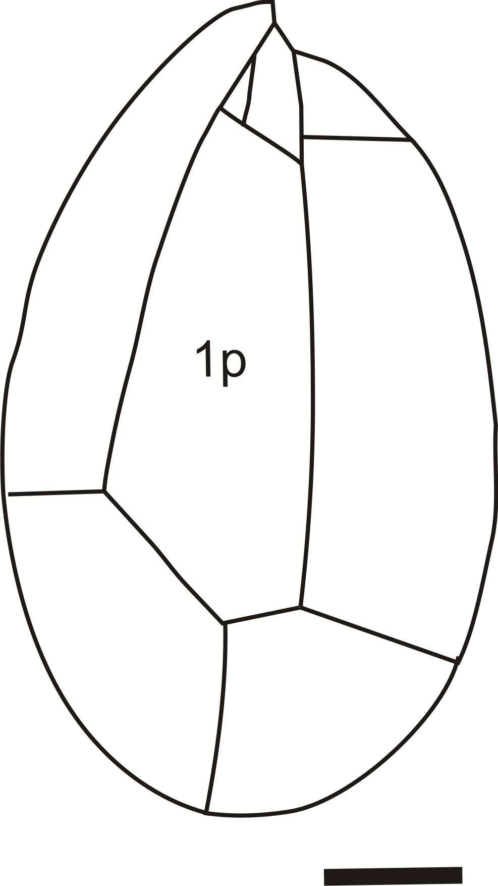 Image of Ostreopsis J. Schmidt 1901