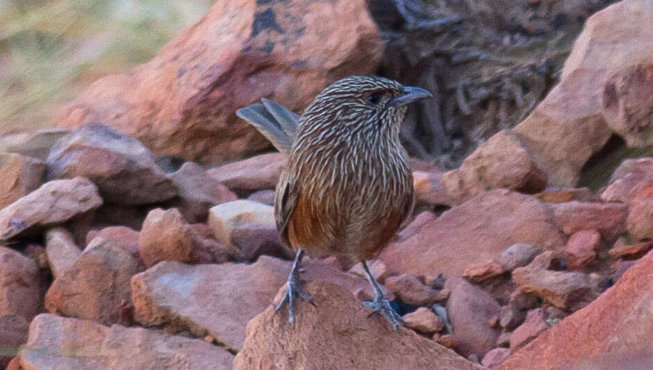 Image of Kalkadoon Grasswren