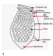 Image of Dinophysiales