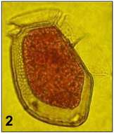 Image of Dinophysiaceae