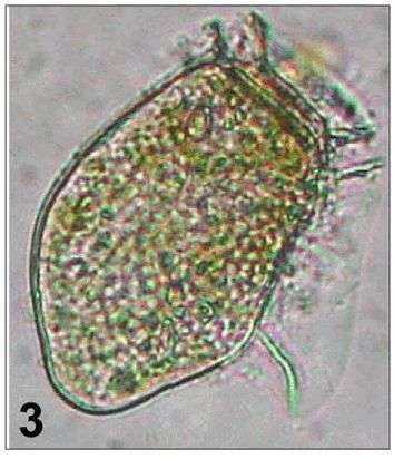 Dinophysiales resmi