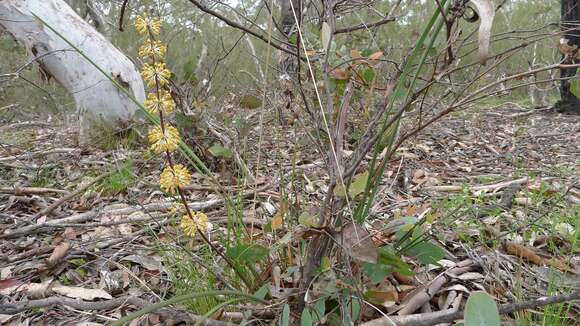 Image de Lomandra multiflora (R. Br.) Britten