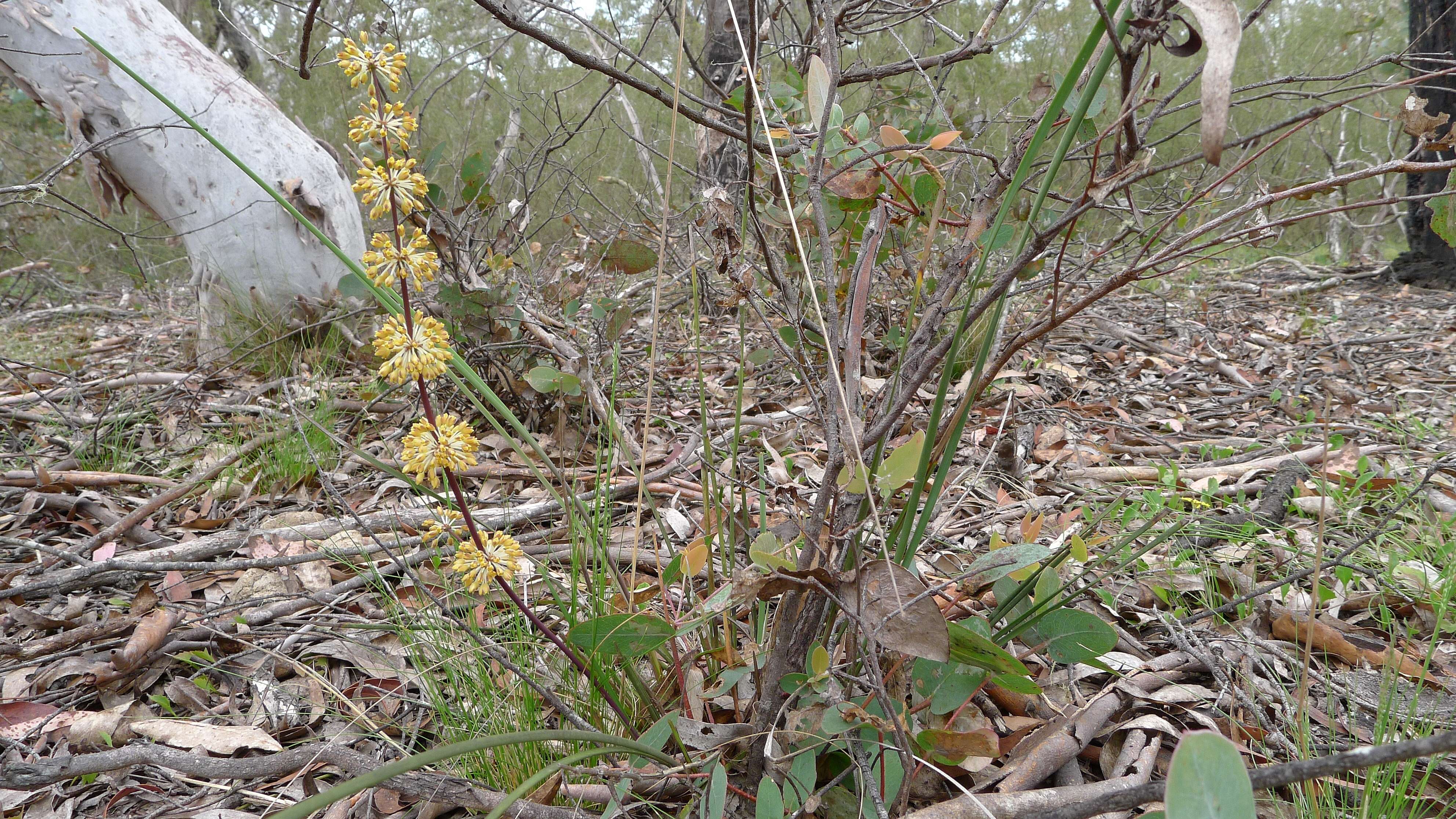 Image de Lomandra multiflora (R. Br.) Britten