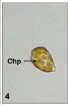 Image of raphidophytes