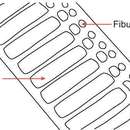 Pseudo-nitzschia multiseries resmi