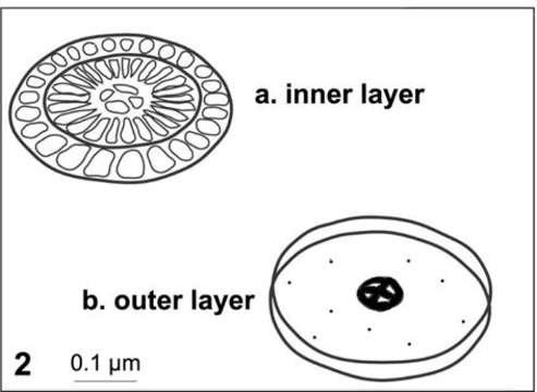 Image of Chrysochromulinaceae