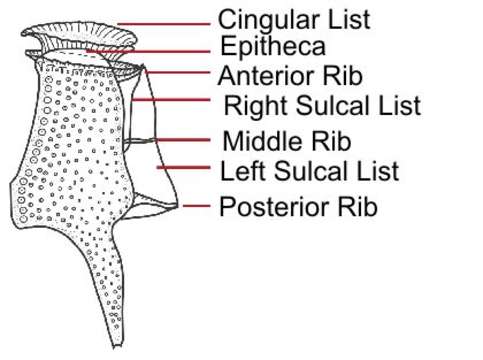 Image of dinoflagellates