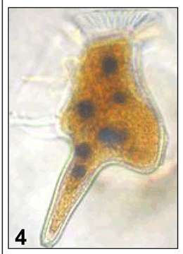 Image of dinoflagellates