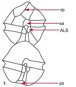 Image of Alexandrium affine