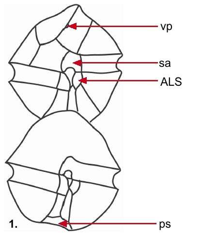 Image of Alexandrium affine