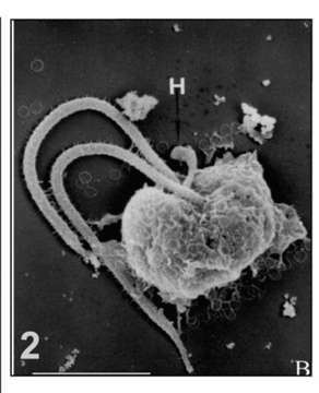 Слика од Phaeocystales