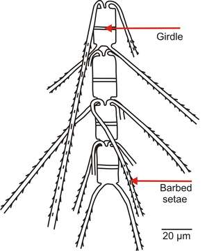 Imagem de Chaetoceros concavicornis