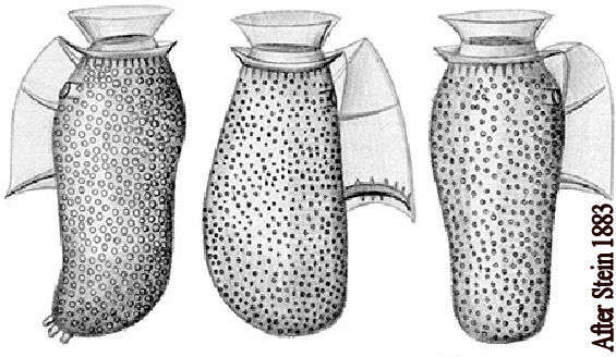 Image de Dinophysis Ehrenberg 1839