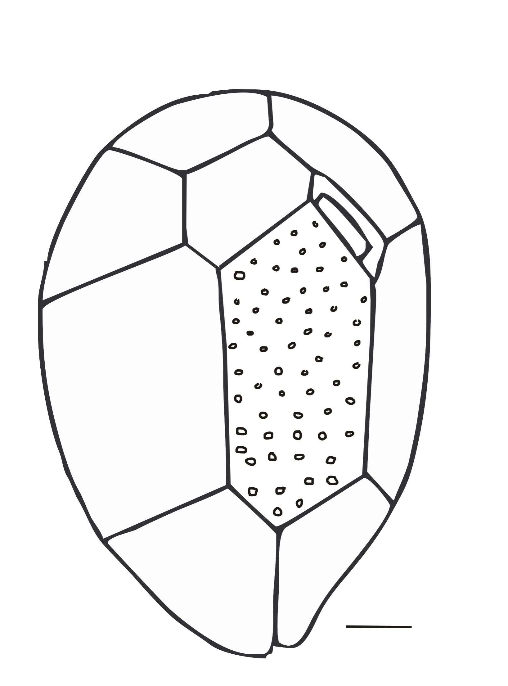 Imagem de Ostreopsis J. Schmidt 1901