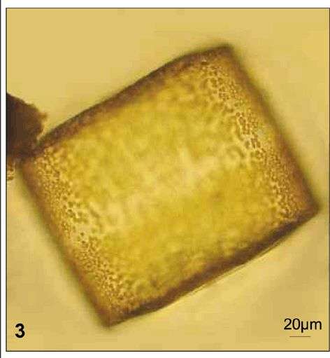 Sivun Coscinodiscanae kuva