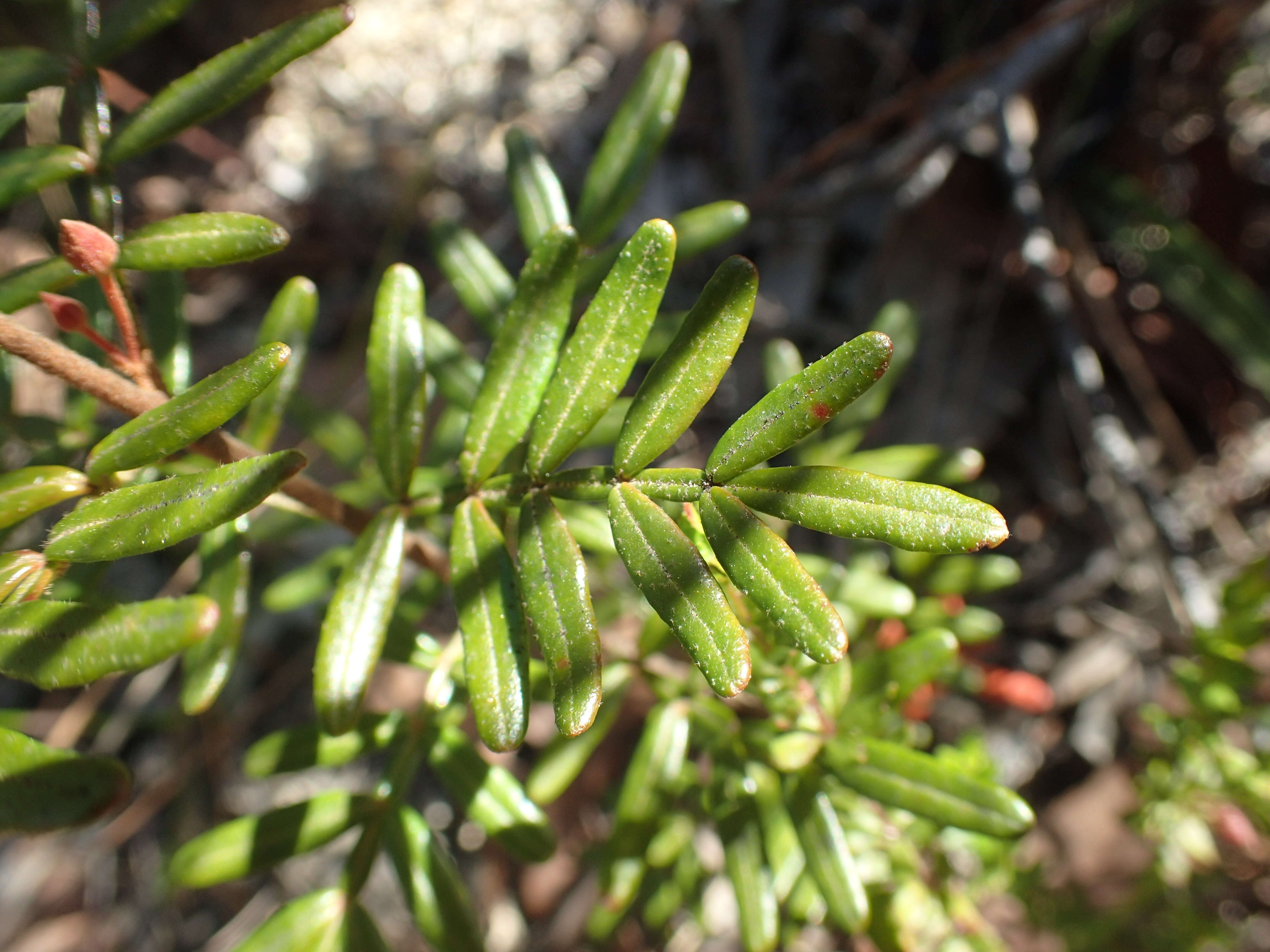 Image of Boronia angustisepala M. F. Duretto