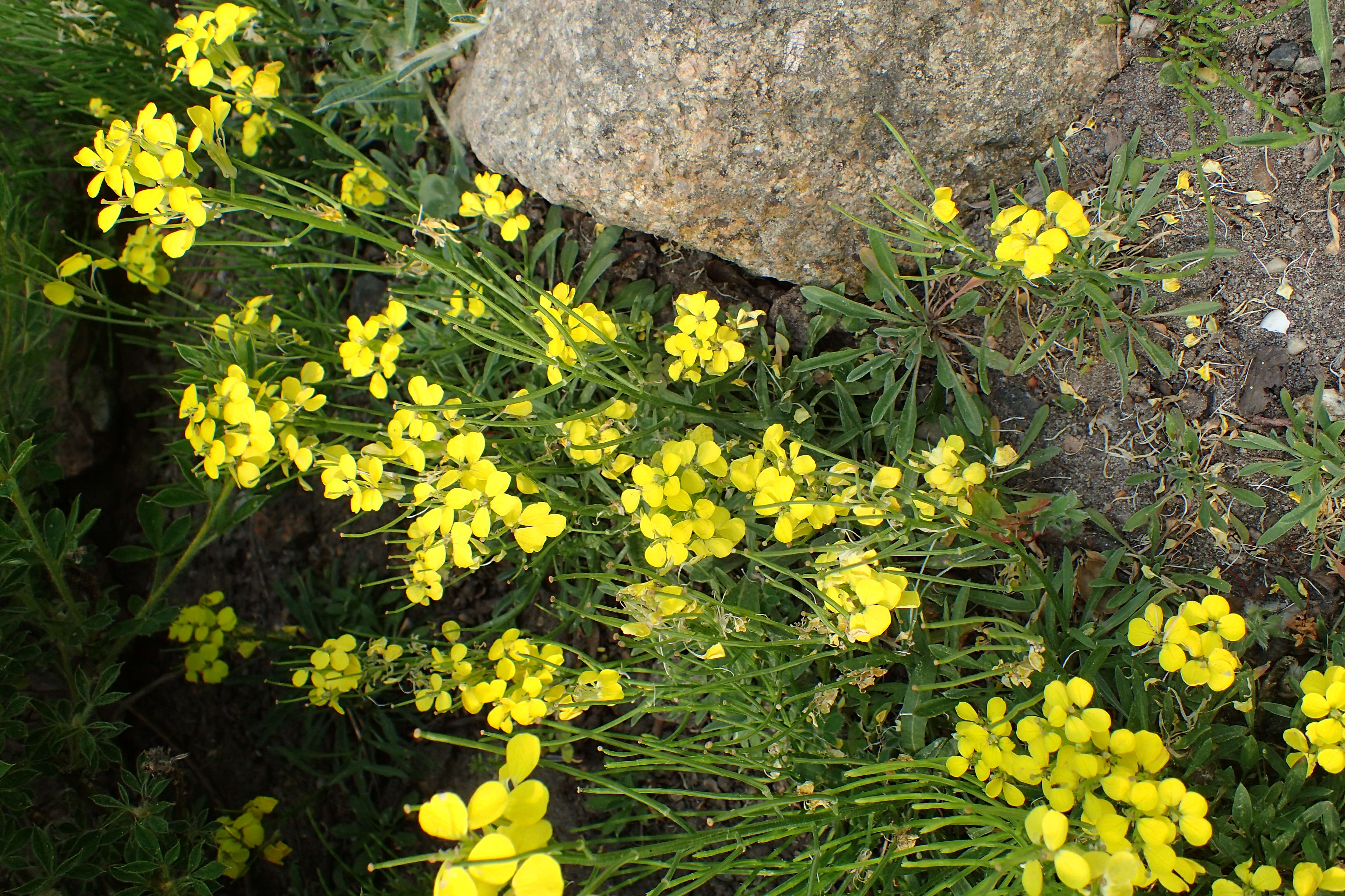 Image de Erysimum jugicola