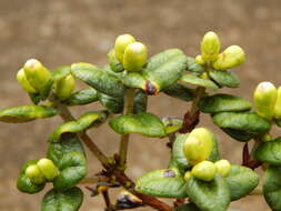 Image of Lehua Papa