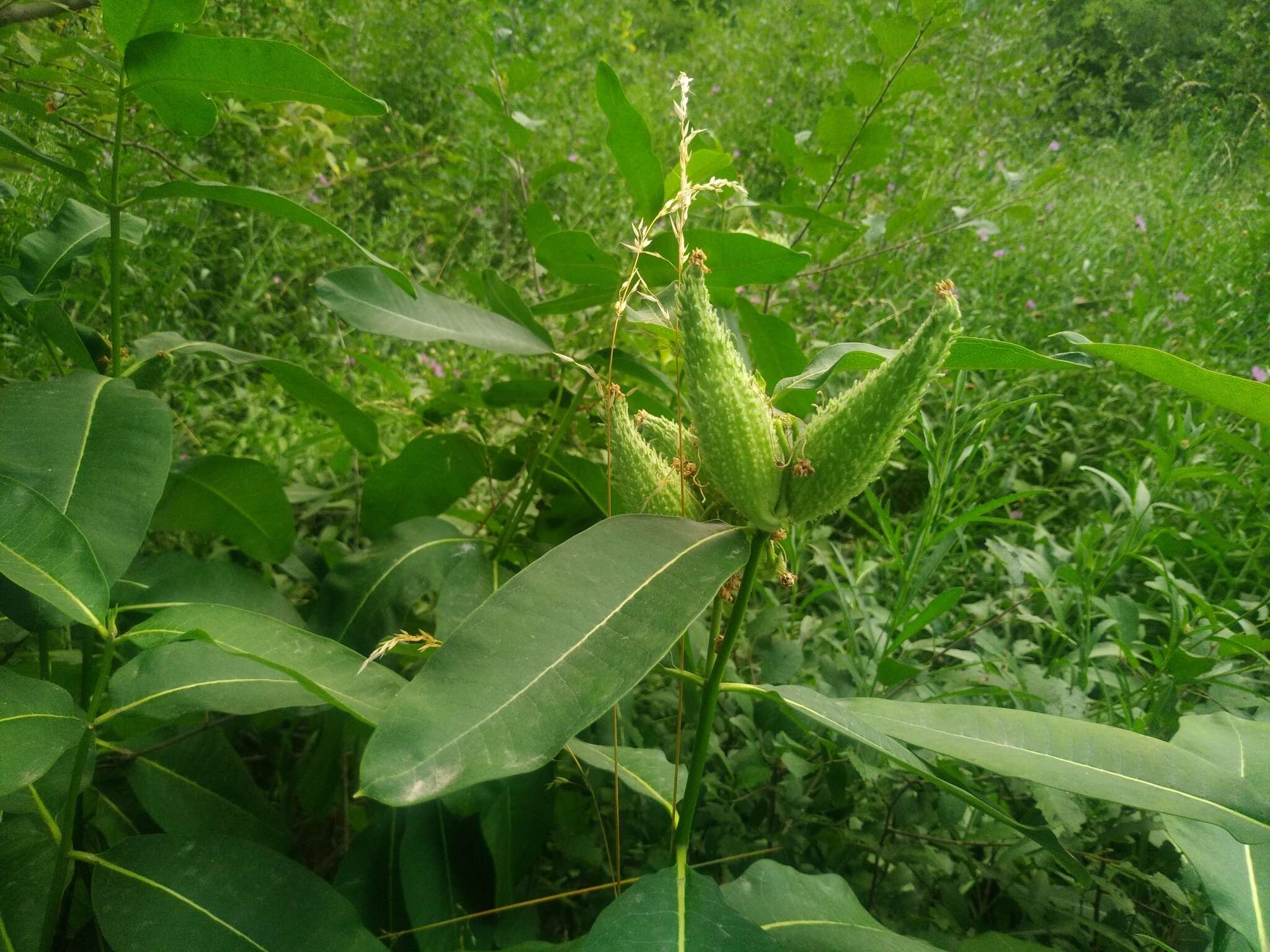 Image of common milkweed