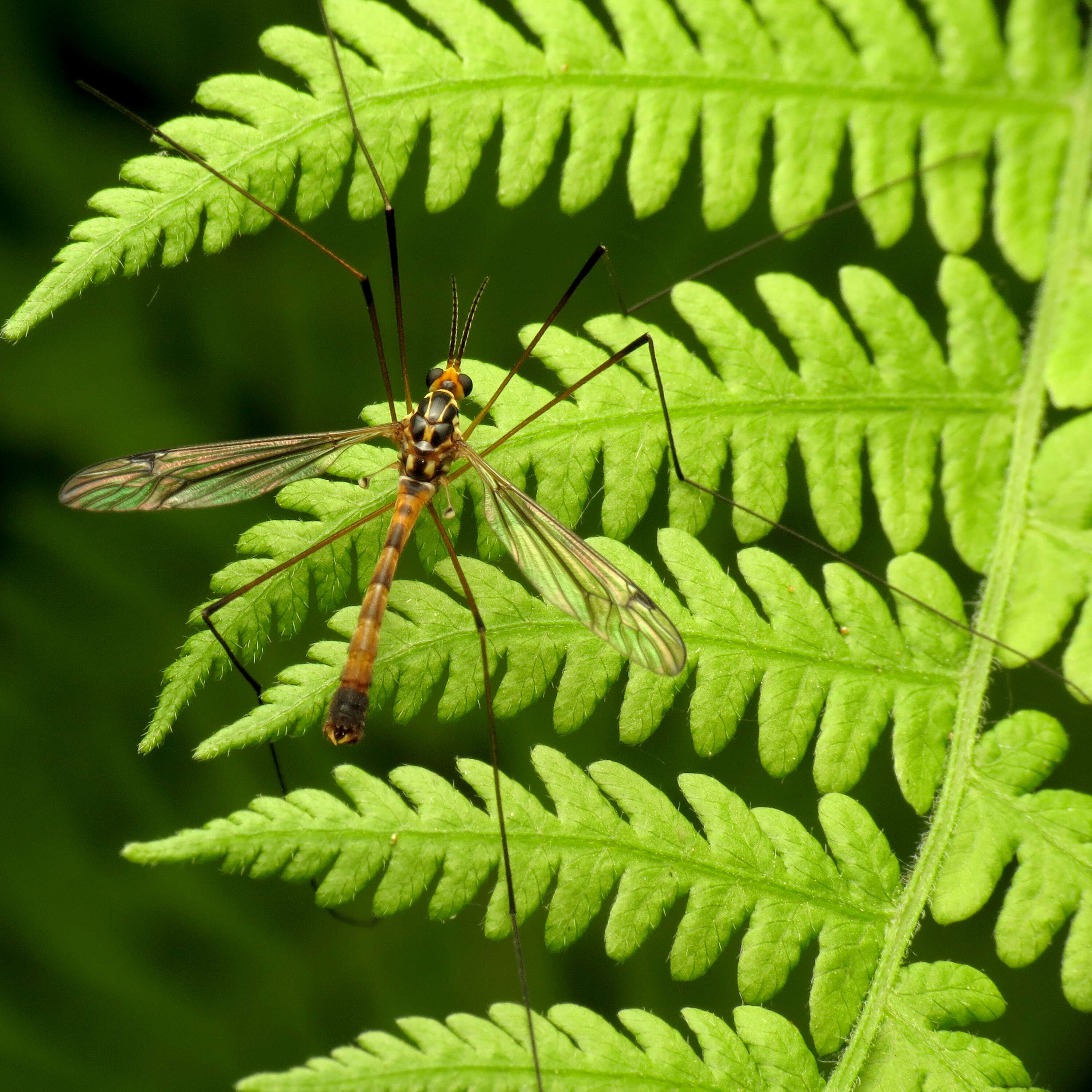 Nephrotoma pedunculata (Loew 1863) resmi