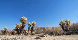 Image of Chollas