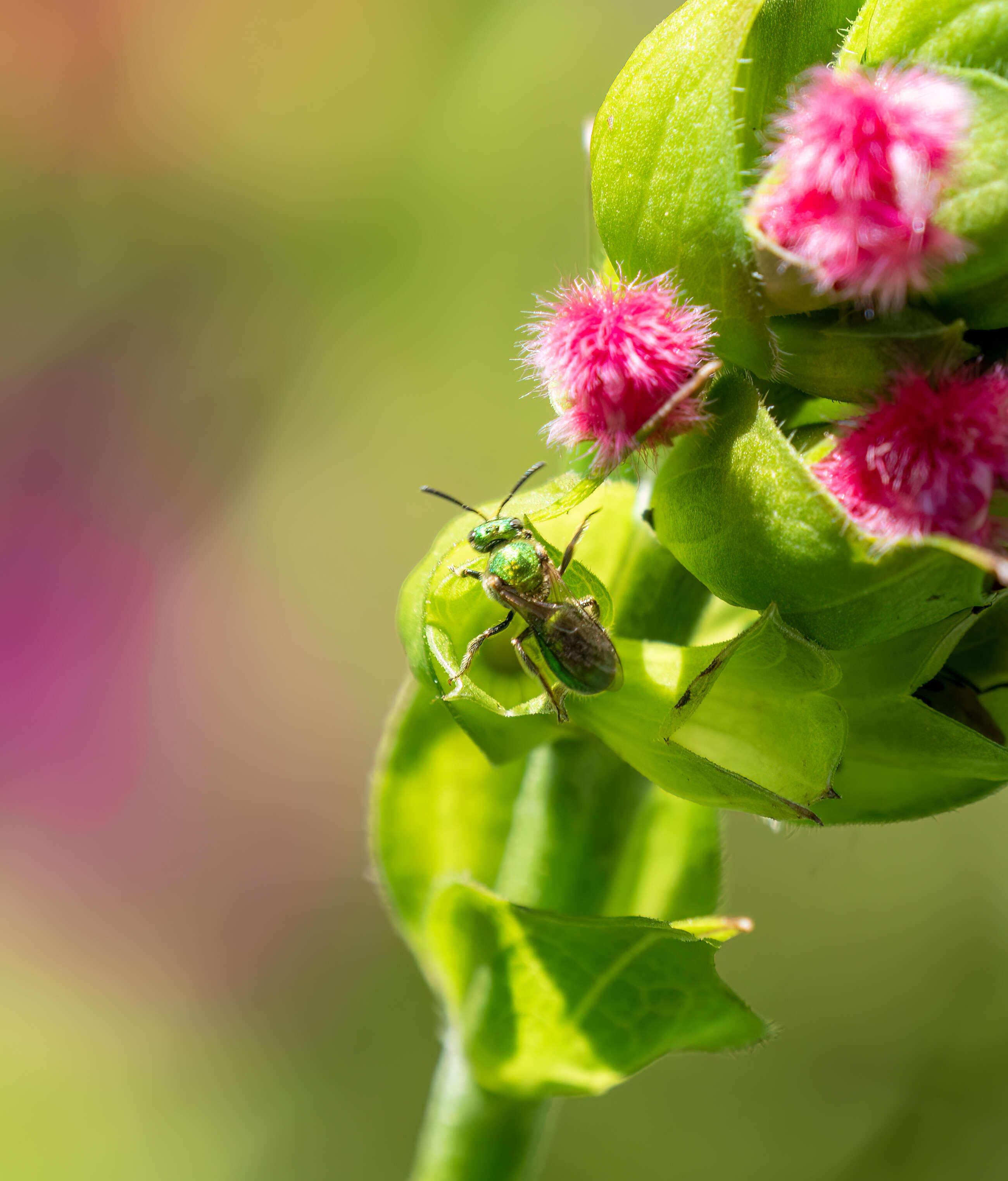 Image of Pure Green Augochlora