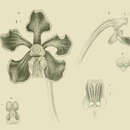 Image of Native strap orchid