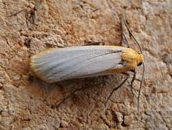 Image of buff footman