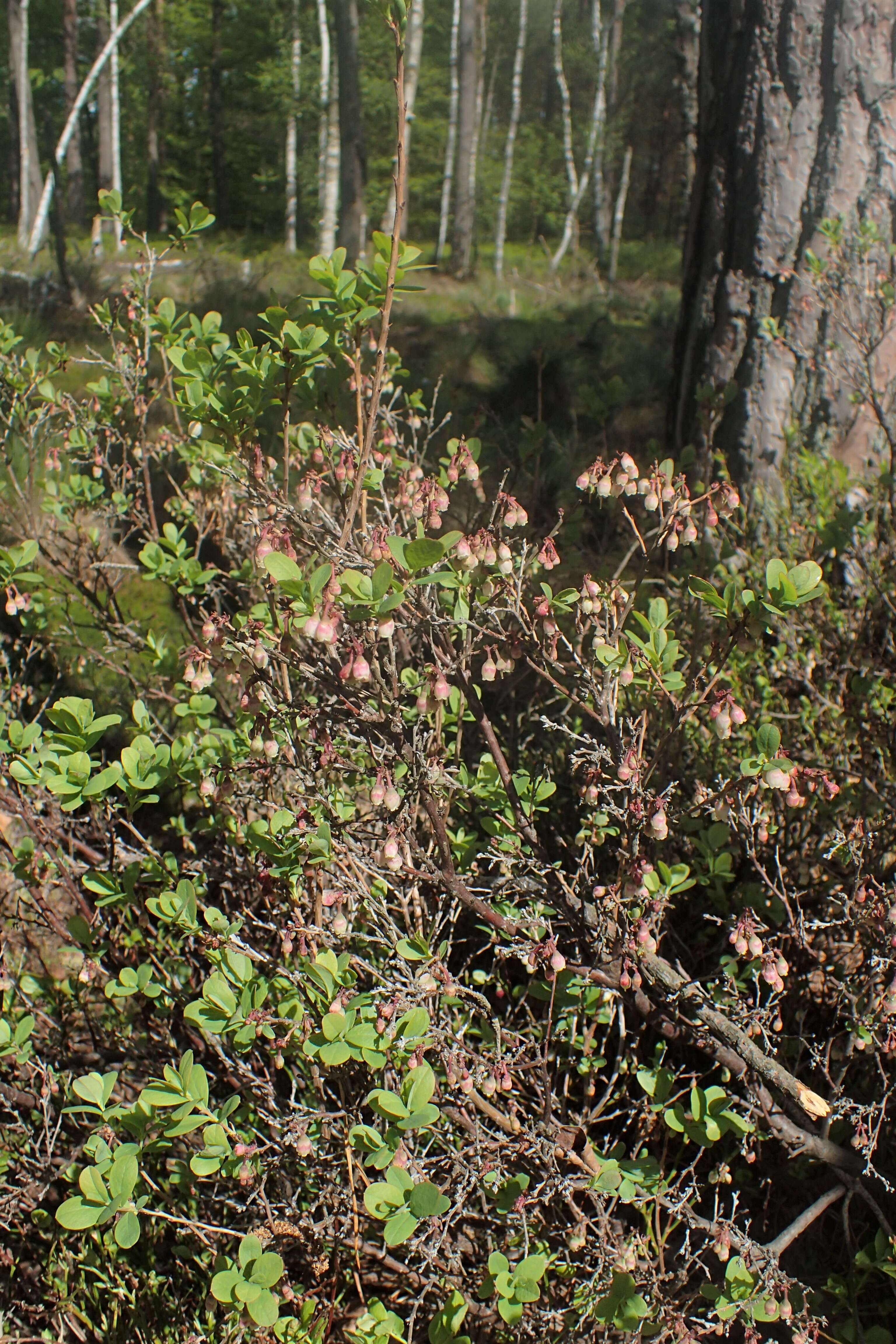 Image of alpine bilberry