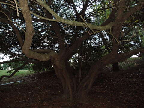 Image of African olive