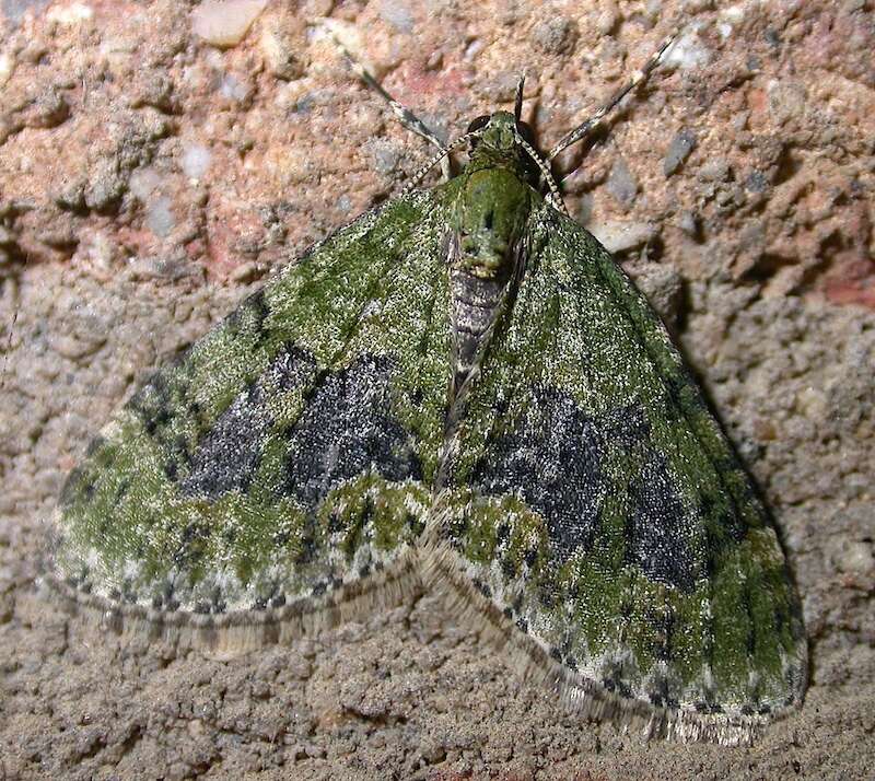 Image of yellow-barred brindle