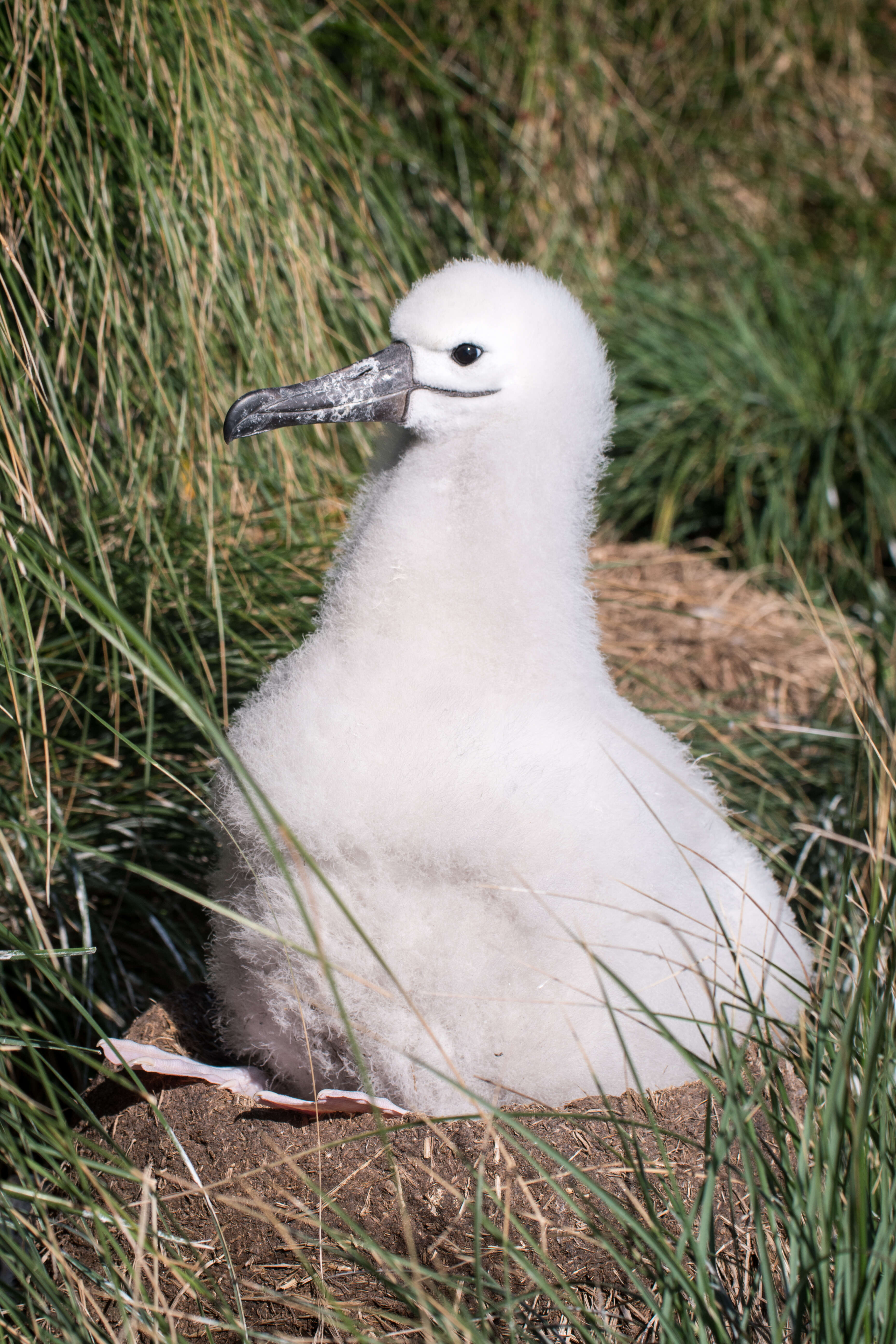 Image de Albatros de Carter