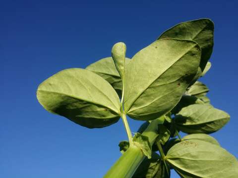 Image of Broad Bean