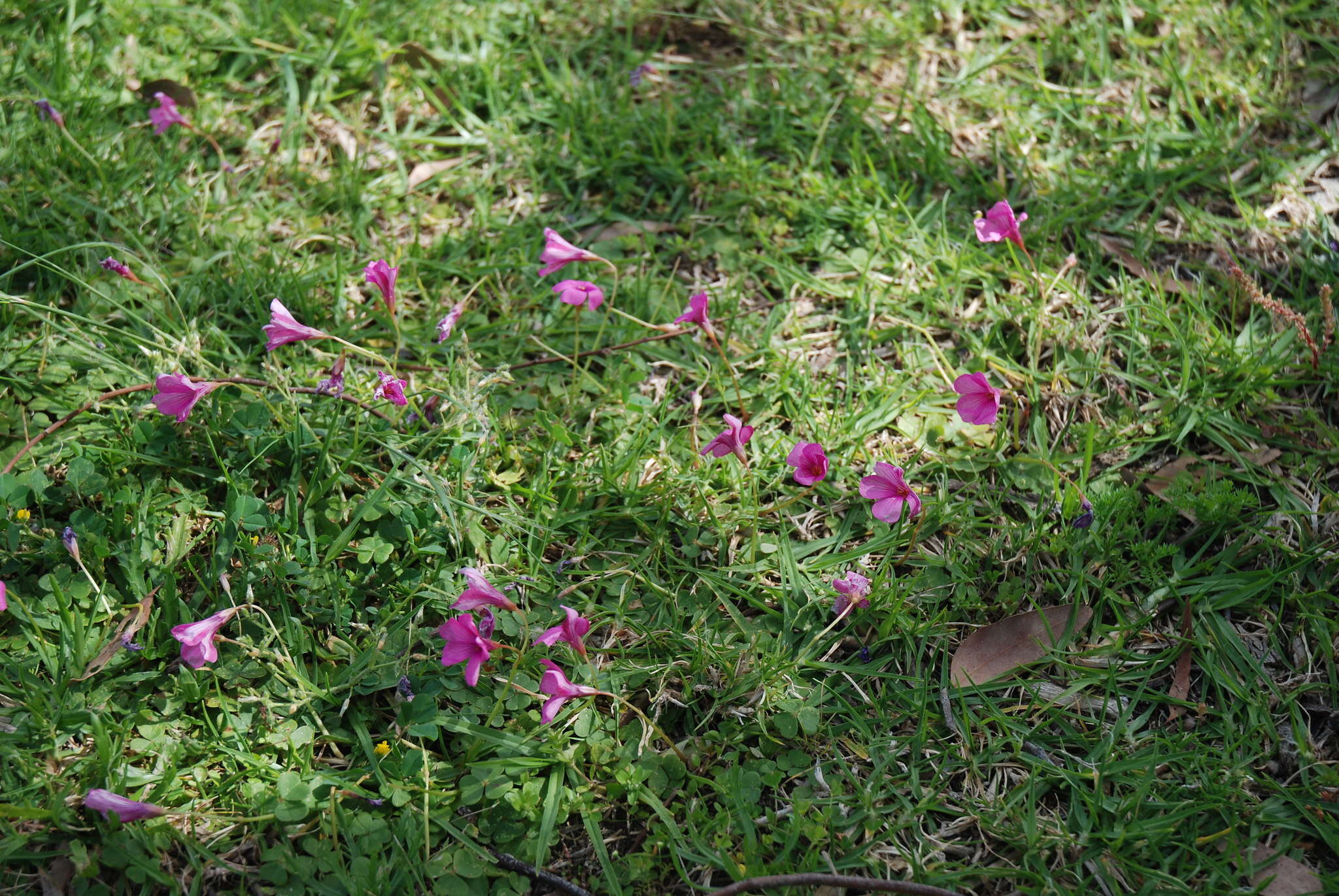 Image de Oxalis brasiliensis Lodd.