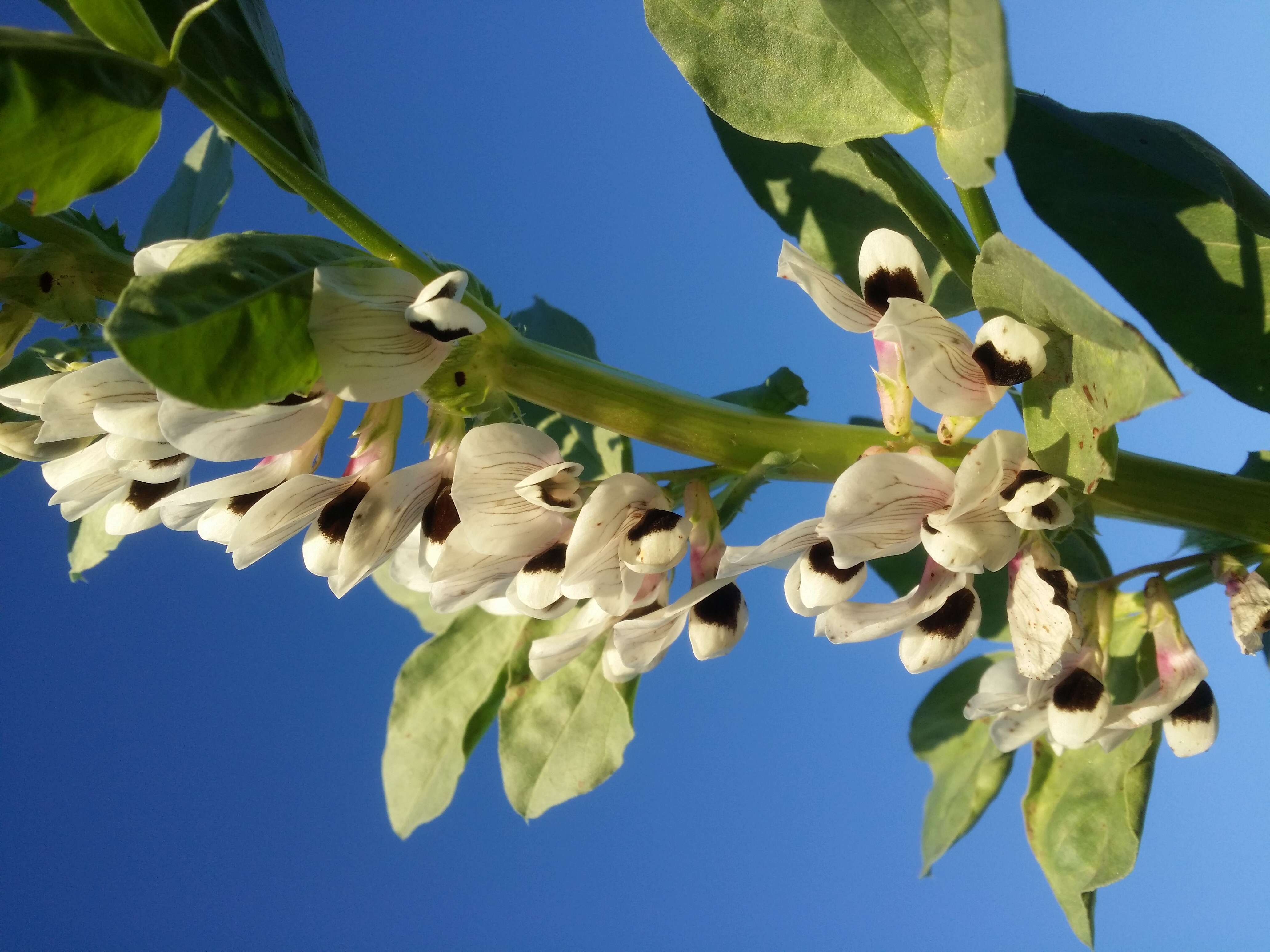 Image of Broad Bean