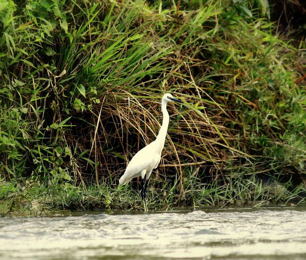 Image of Little Egret