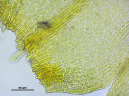 Image of goldenleaf campylium moss