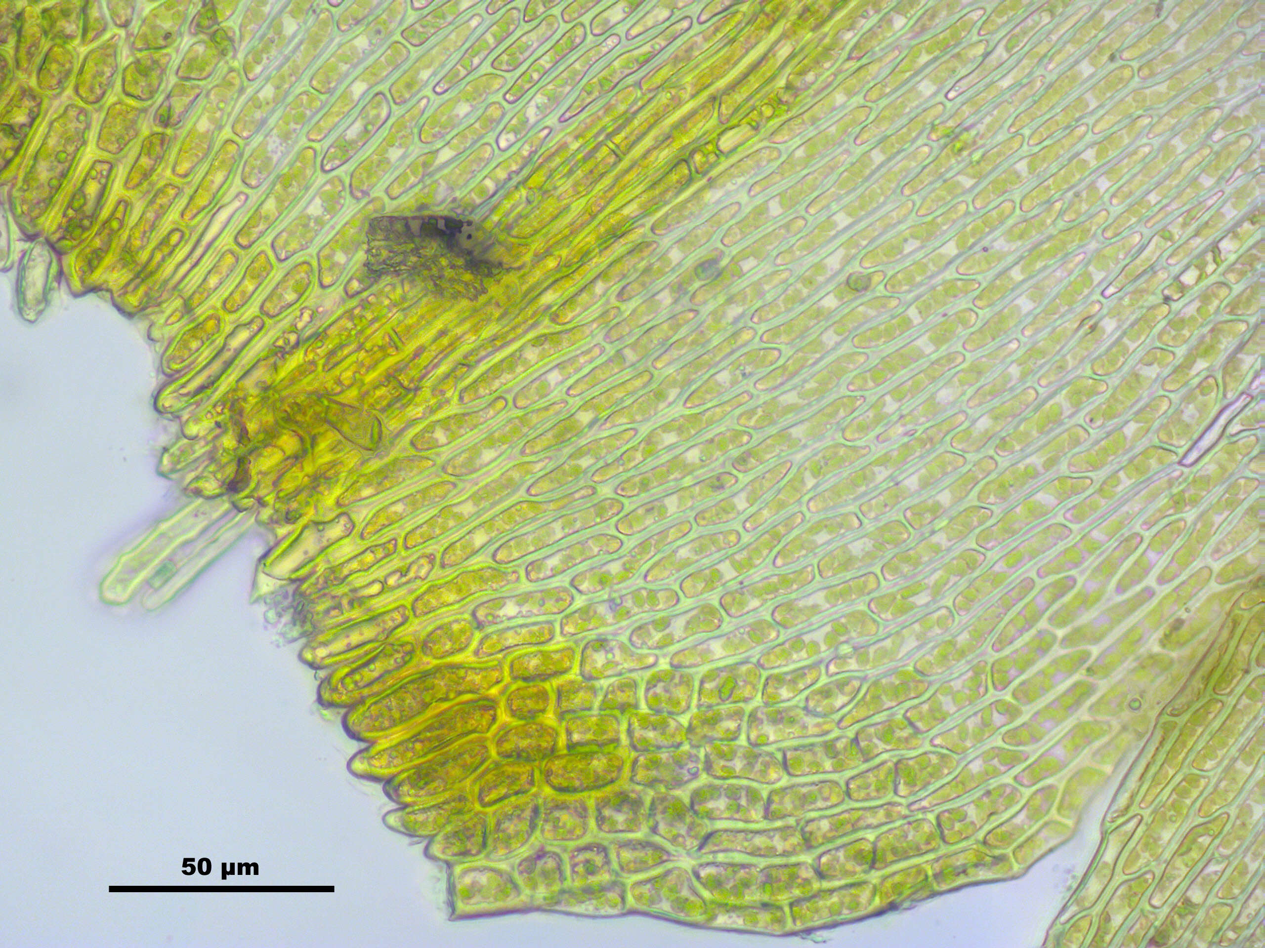 Слика од Campylium chrysophyllum J. M. Lange 1887