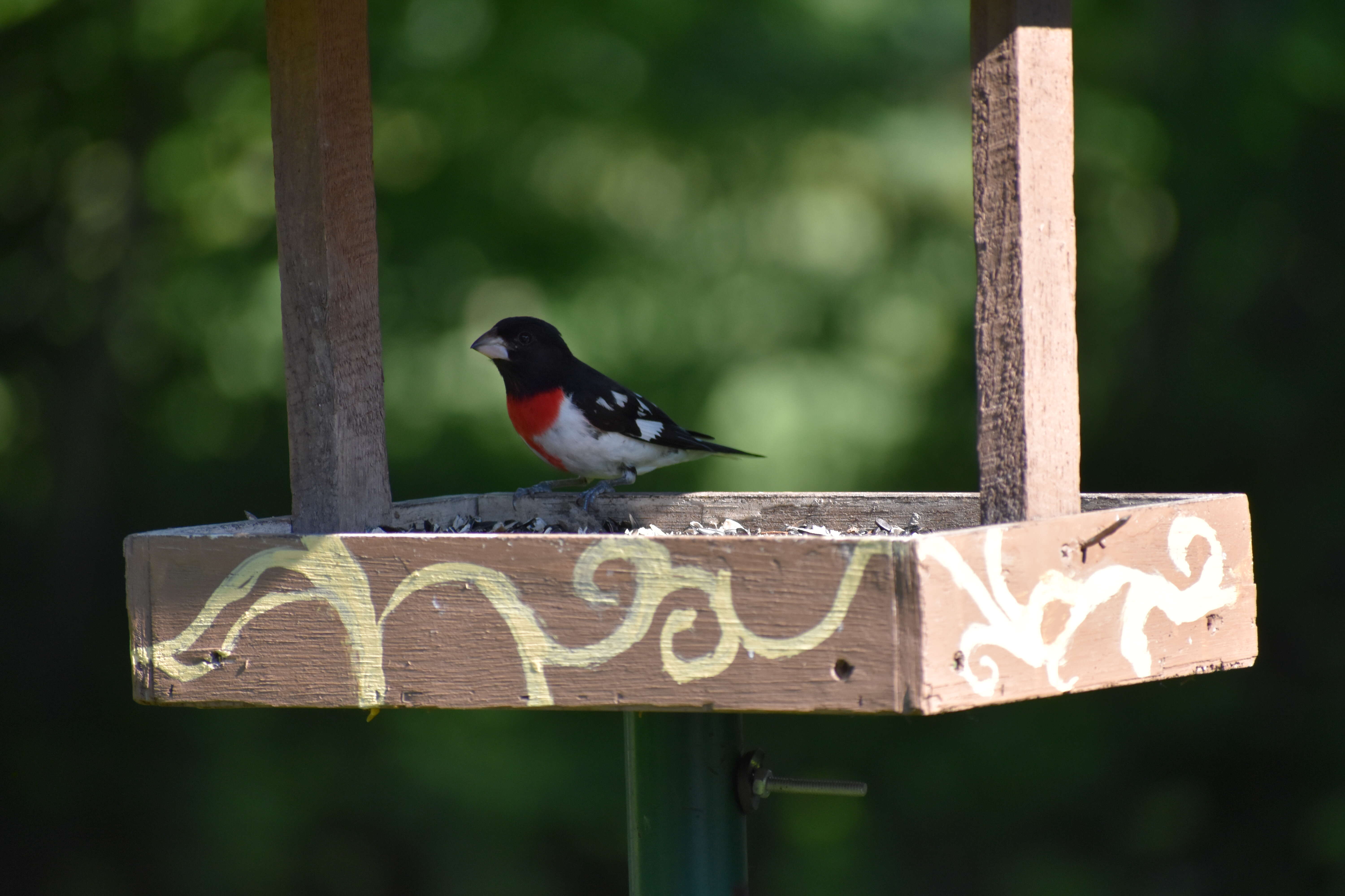 Image of Rose-breasted Grosbeak