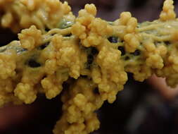 Image of Egg-shell Slime Mould