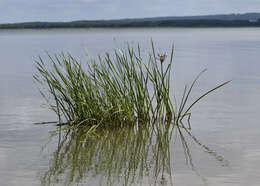 Image of flowering rush family